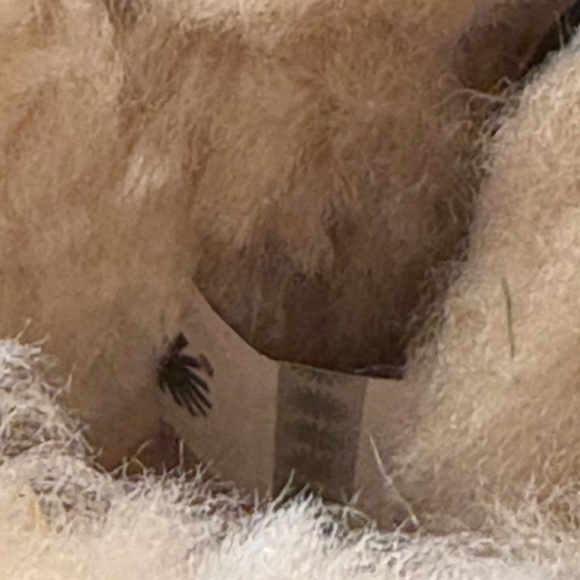 UGG Mini Bailey Bow Twinkle Black Boots - Women's 6 Glitter Sparkle EUC - Picture 5 of 7